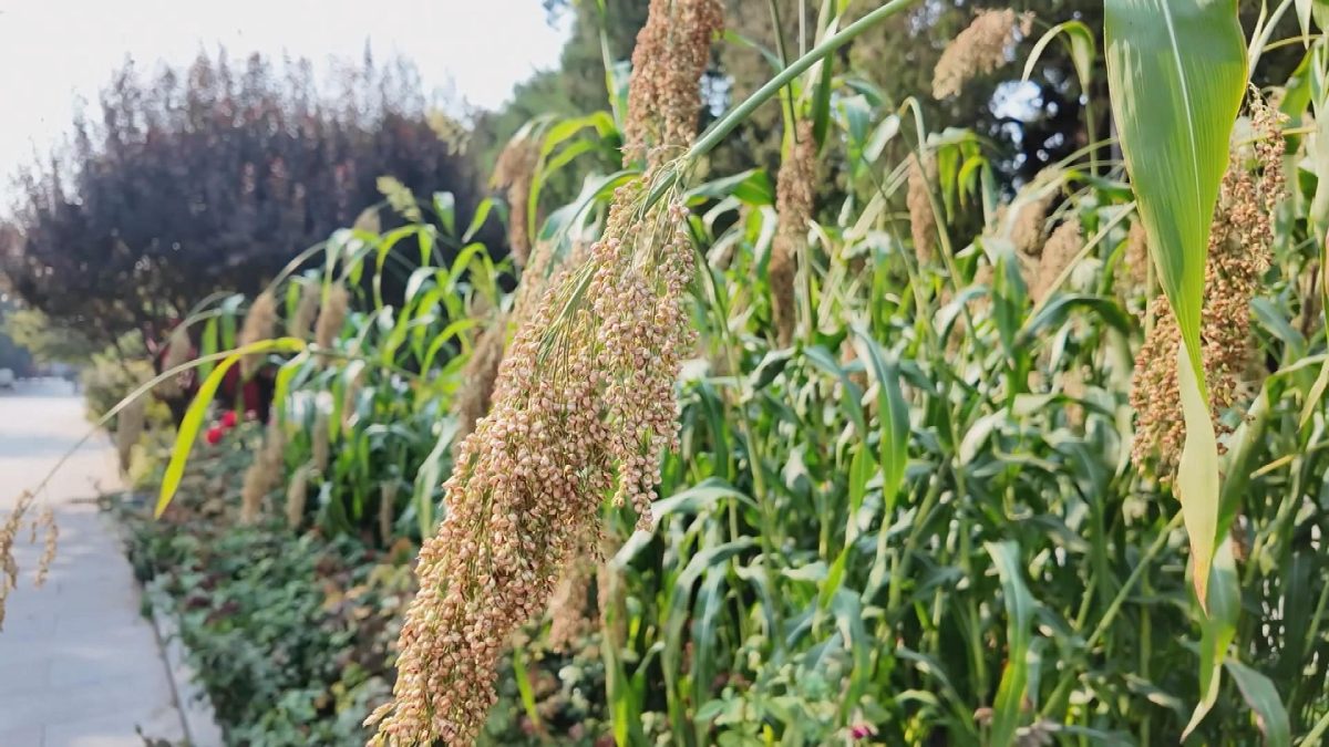 Picture_J.BJ.CORN.0918-HOLD_002.jpg