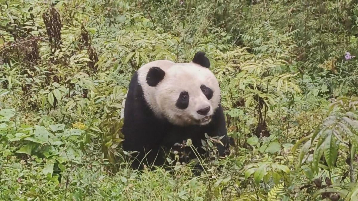 Picture_J.SC.PANDA.MTV.0915-HOLD_001.jpg