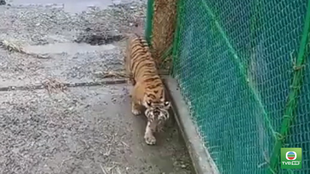 20261006 TIGER
