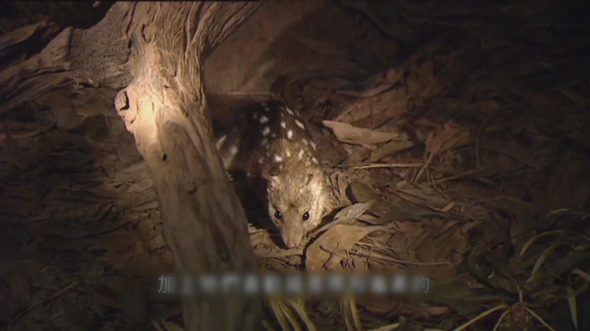 Picture_J.AUS.QUOLL 1700_001.jpg