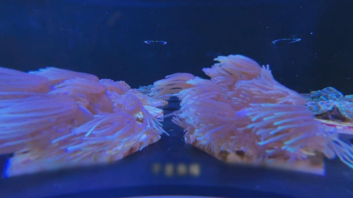 Picture_J.CORAL 1830_005.jpg