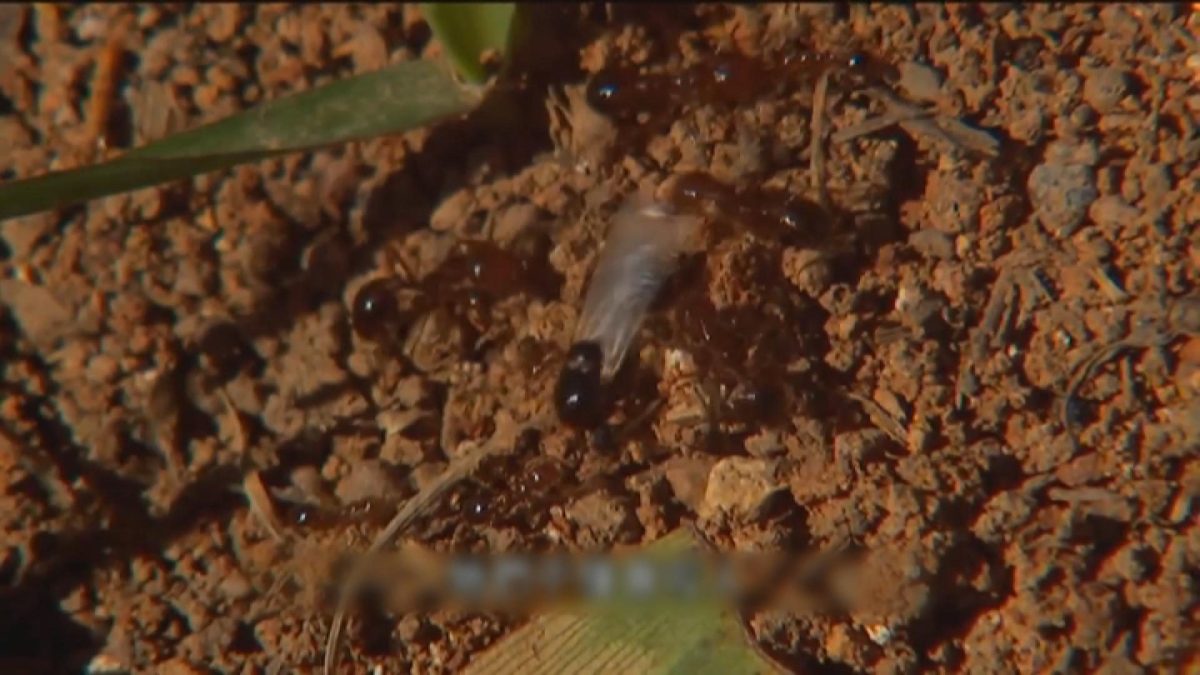 Picture_J.AUS.FIREANTS 1700_001.jpg