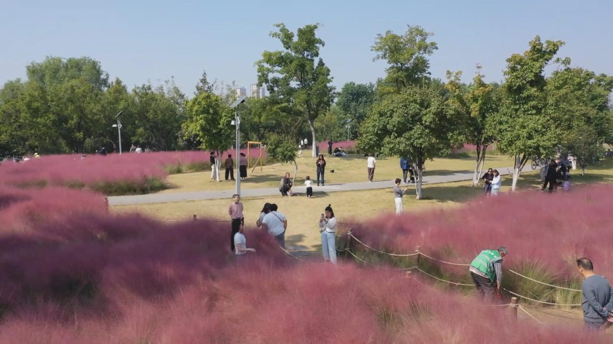 Picture_P.AH.PINKGRASS.MTV.1015-1028_003.jpg