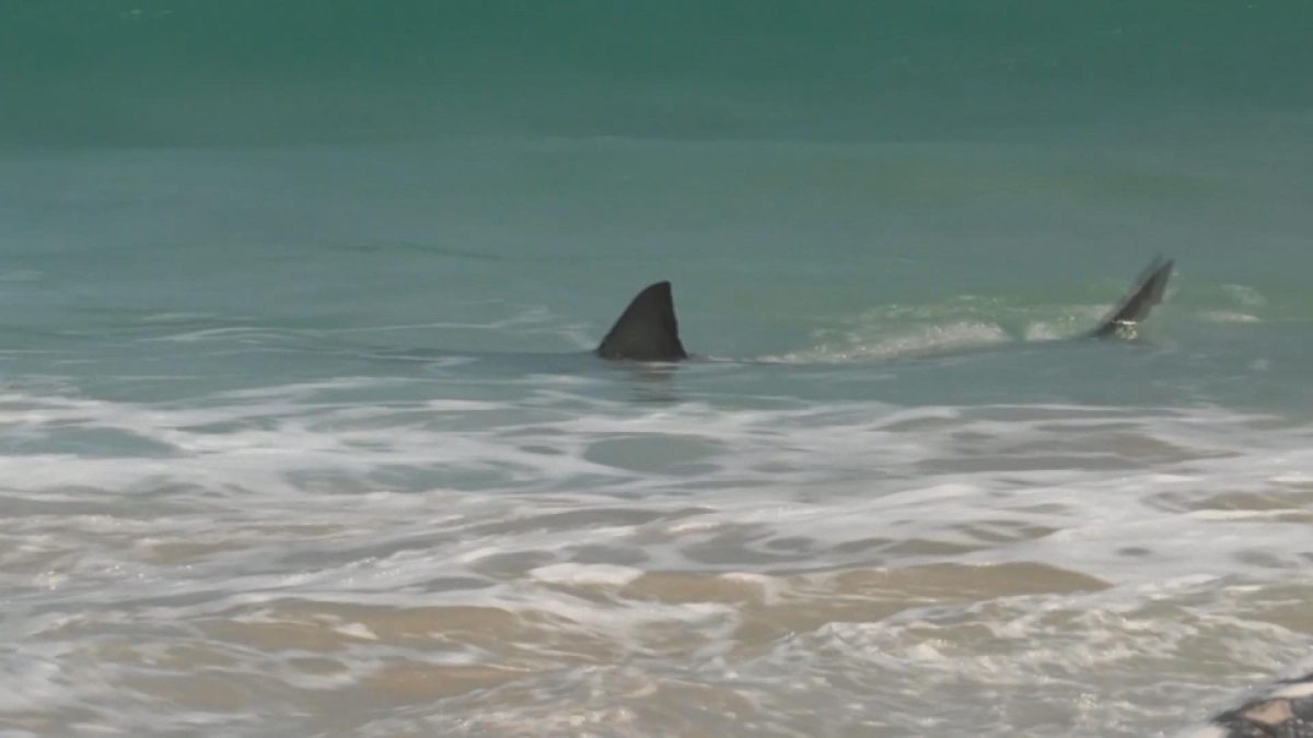 Picture_GV.AUS.SHARK_CLEAN_001.jpg