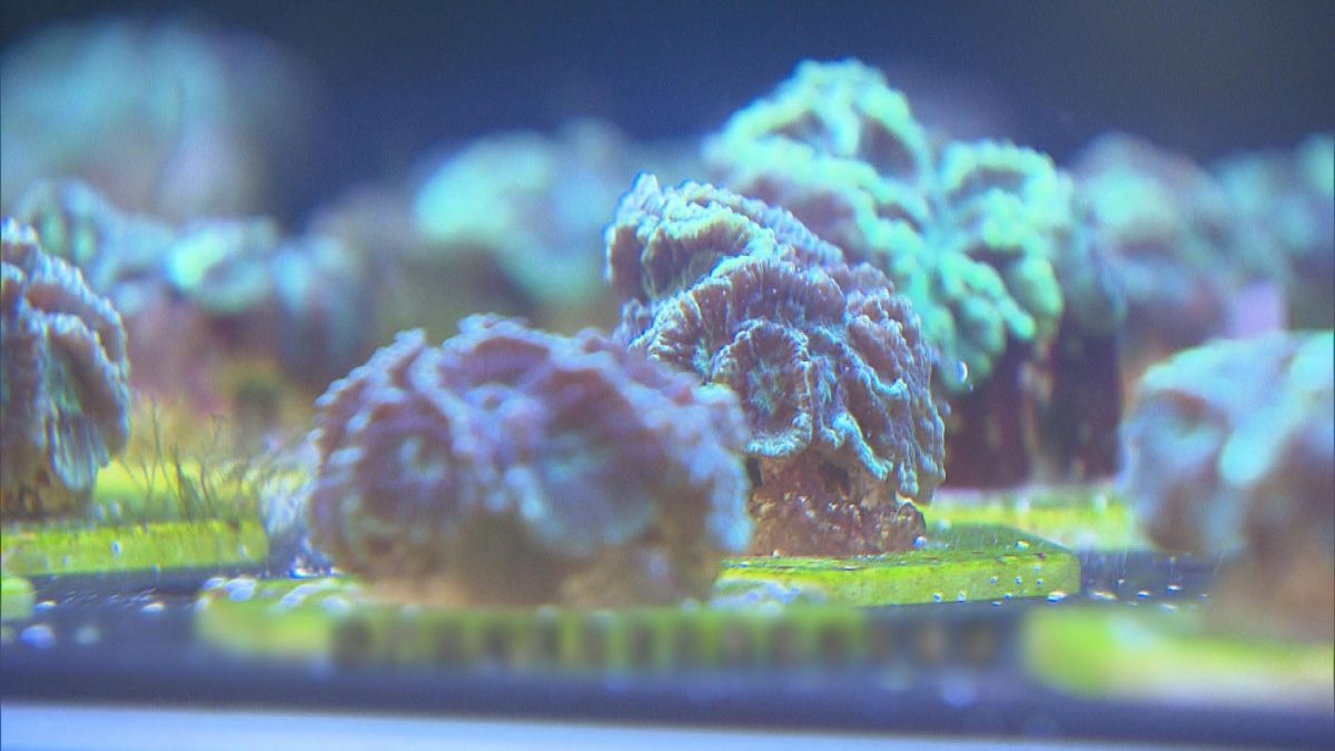 Picture_J.CORAL 1830_002.jpg