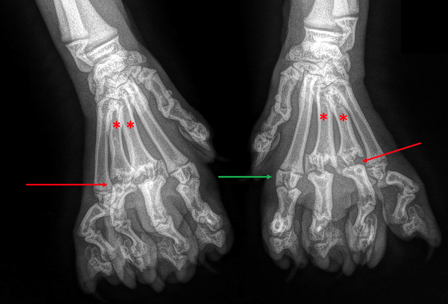CAT BONE.png