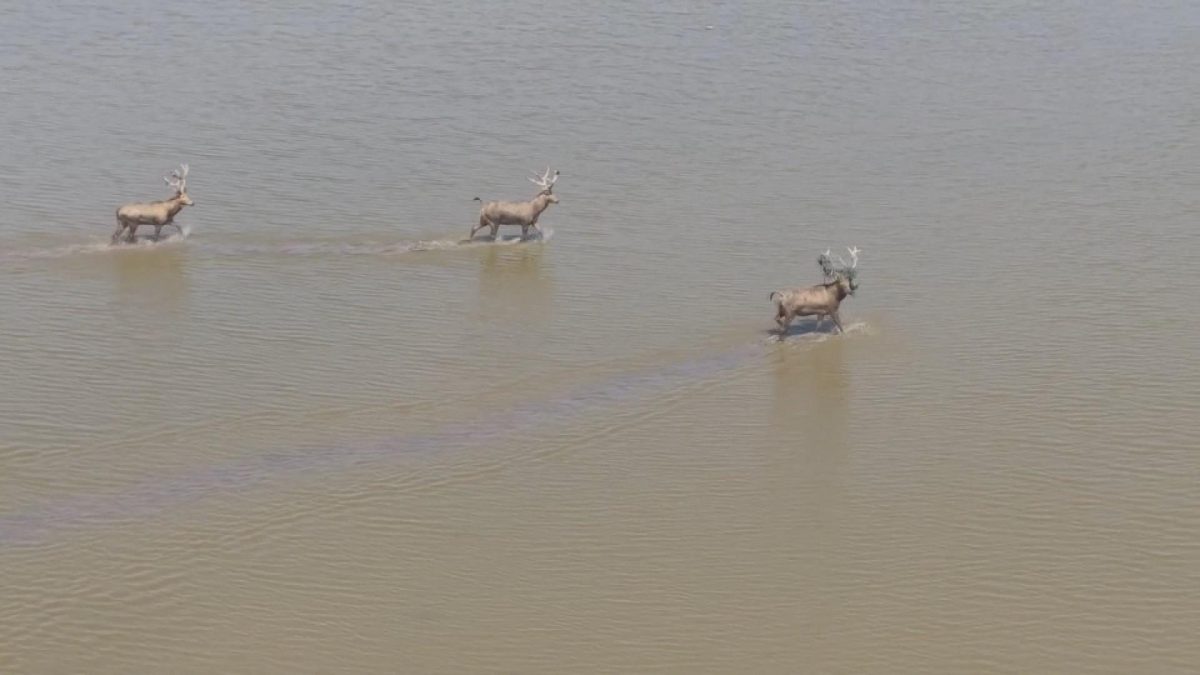 Picture_J.HN.DEER.MTV.1012-1027_001.jpg