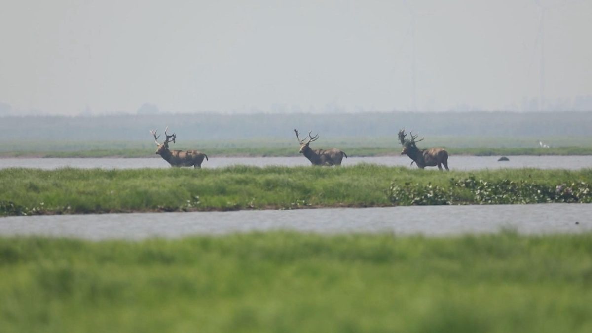 Picture_J.HN.DEER.MTV.1012-1027_002.jpg
