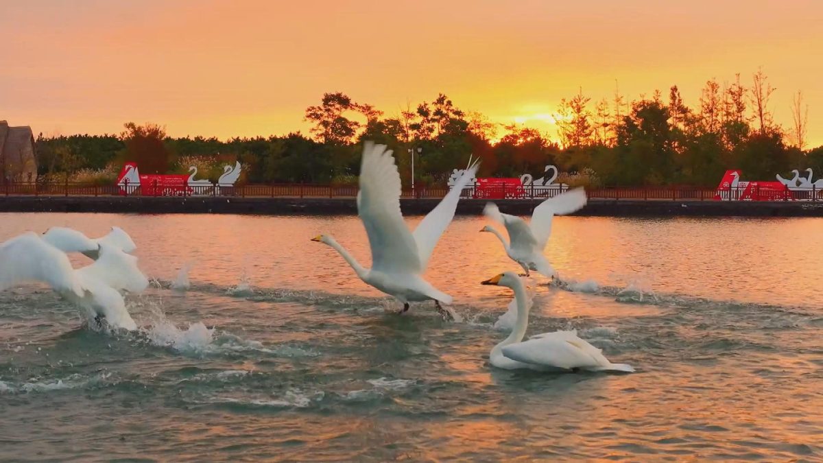 Picture_3.J.SD.SWAN.MTV.1023-1030_002.jpg