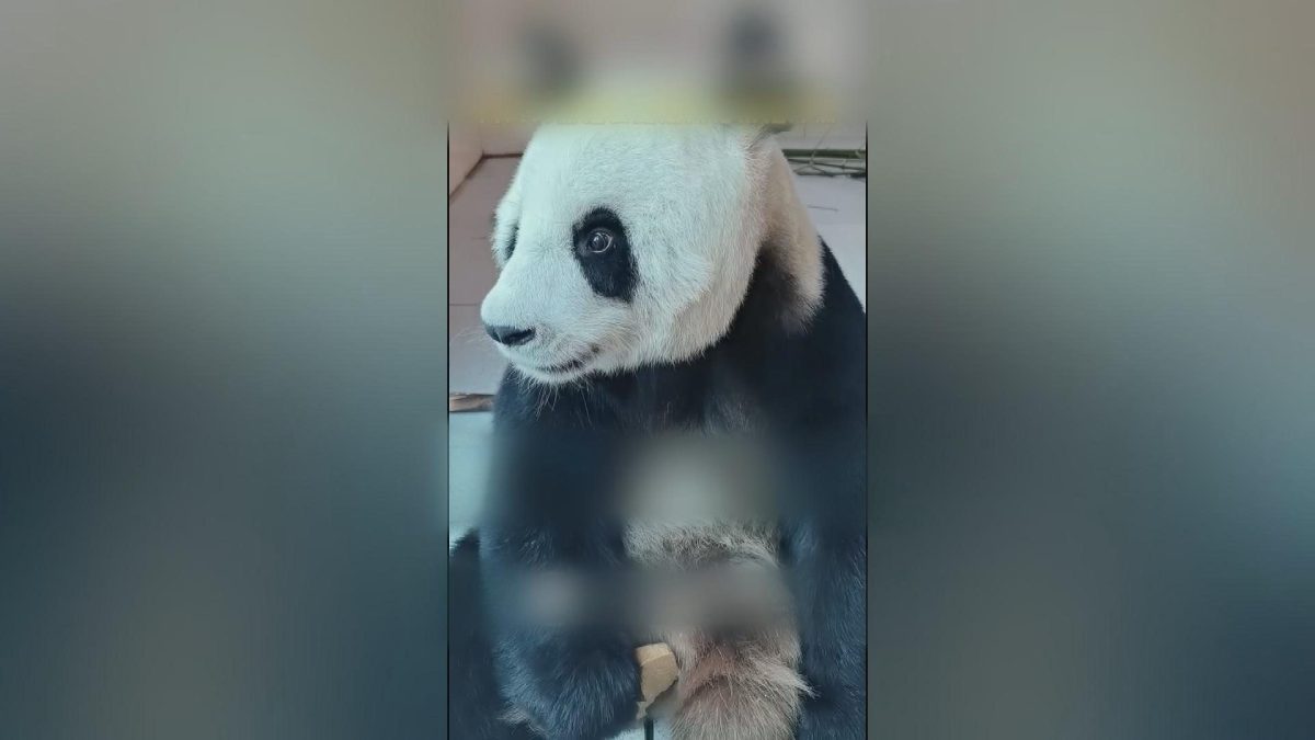 Picture_J.CN.PANDA 1700.jpg
